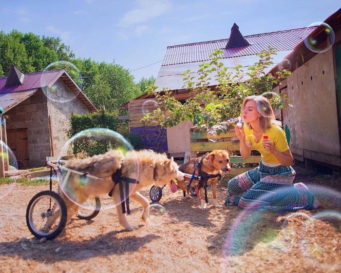 Famous Russian Photographer Ends Her Career To Live In A Forest With 100 Sick Dogs Famous Russian Photographer Ends Her Career To Live In A Forest With 100 Sick Dogs