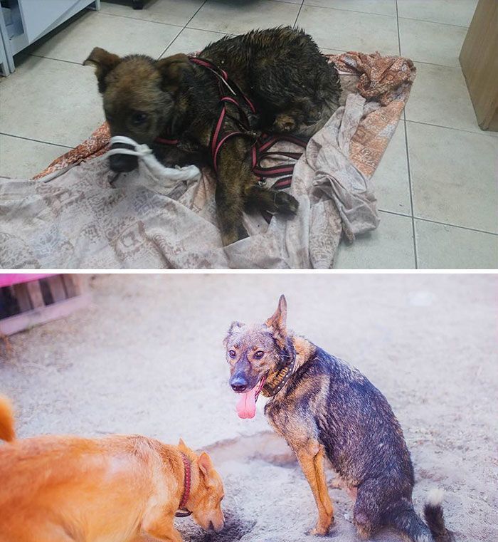 Famous Russian Photographer Ends Her Career To Live In A Forest With 100 Sick Dogs Famous Russian Photographer Ends Her Career To Live In A Forest With 100 Sick Dogs