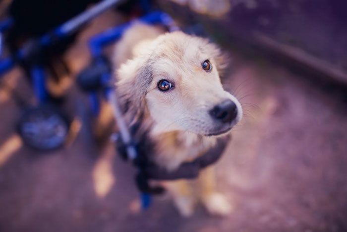 Famous Russian Photographer Ends Her Career To Live In A Forest With 100 Sick Dogs Famous Russian Photographer Ends Her Career To Live In A Forest With 100 Sick Dogs