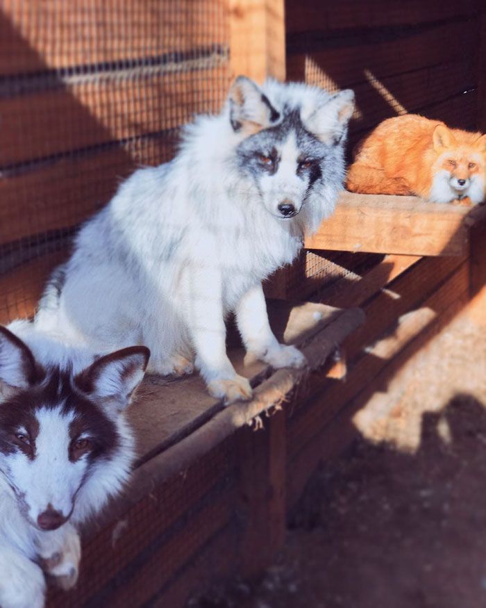 Famous Russian Photographer Ends Her Career To Live In A Forest With 100 Sick Dogs Famous Russian Photographer Ends Her Career To Live In A Forest With 100 Sick Dogs
