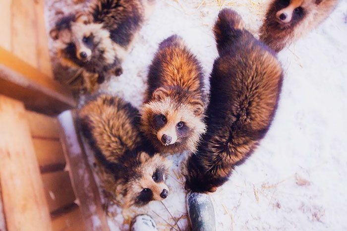 Famous Russian Photographer Ends Her Career To Live In A Forest With 100 Sick Dogs Famous Russian Photographer Ends Her Career To Live In A Forest With 100 Sick Dogs