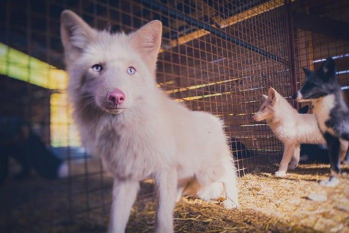 Famous Russian Photographer Ends Her Career To Live In A Forest With 100 Sick Dogs Famous Russian Photographer Ends Her Career To Live In A Forest With 100 Sick Dogs