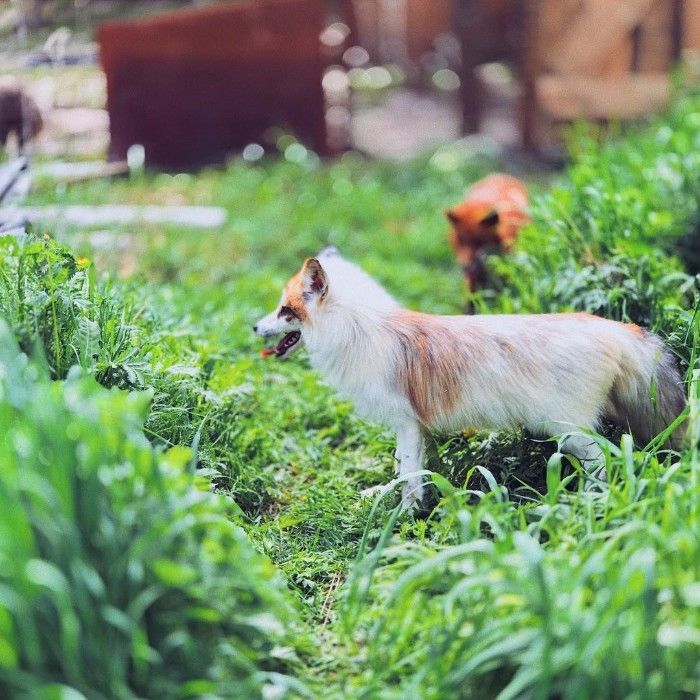 Famous Russian Photographer Ends Her Career To Live In A Forest With 100 Sick Dogs Famous Russian Photographer Ends Her Career To Live In A Forest With 100 Sick Dogs