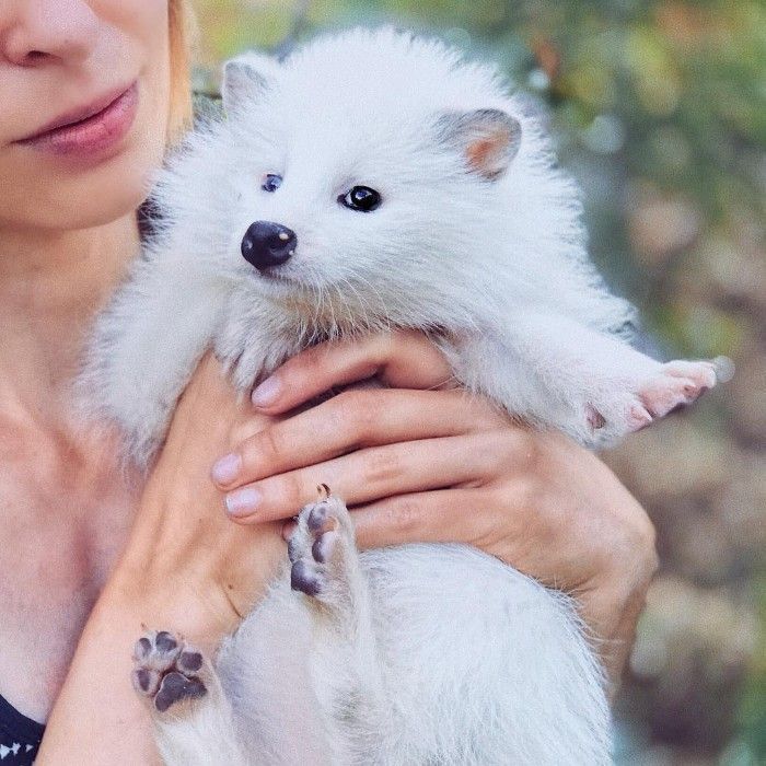 Famous Russian Photographer Ends Her Career To Live In A Forest With 100 Sick Dogs Famous Russian Photographer Ends Her Career To Live In A Forest With 100 Sick Dogs