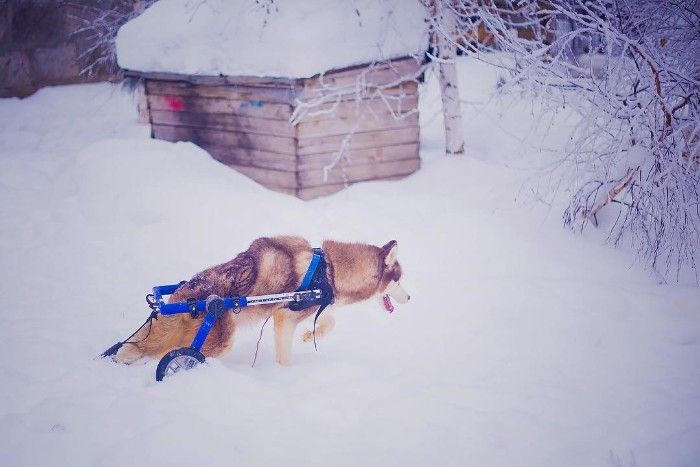 Famous Russian Photographer Ends Her Career To Live In A Forest With 100 Sick Dogs Famous Russian Photographer Ends Her Career To Live In A Forest With 100 Sick Dogs