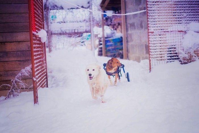 Famous Russian Photographer Ends Her Career To Live In A Forest With 100 Sick Dogs Famous Russian Photographer Ends Her Career To Live In A Forest With 100 Sick Dogs