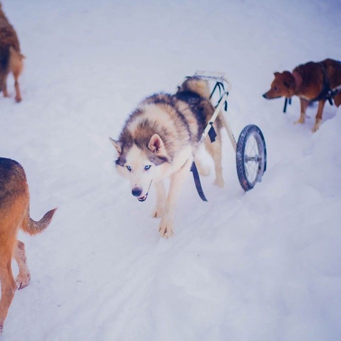 Famous Russian Photographer Ends Her Career To Live In A Forest With 100 Sick Dogs Famous Russian Photographer Ends Her Career To Live In A Forest With 100 Sick Dogs