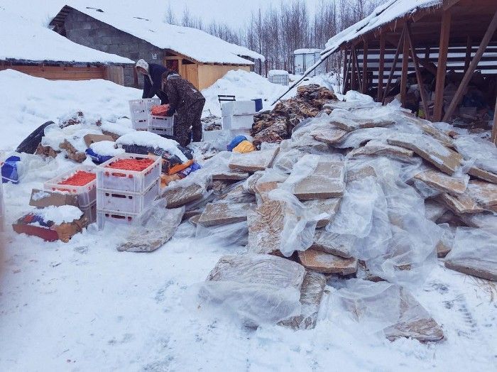 Famous Russian Photographer Ends Her Career To Live In A Forest With 100 Sick Dogs Famous Russian Photographer Ends Her Career To Live In A Forest With 100 Sick Dogs