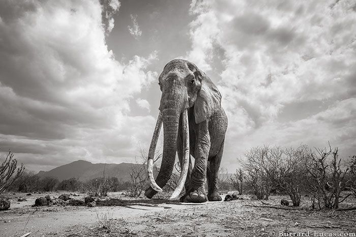 Last Photos Of The Legendary ‘Elephant Queen’ Before Her Death Last Photos Of The Legendary ‘Elephant Queen’ Before Her Death