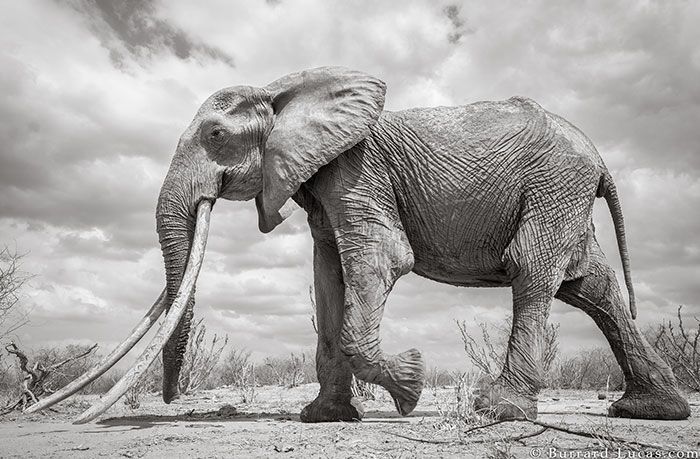 Last Photos Of The Legendary ‘Elephant Queen’ Before Her Death Last Photos Of The Legendary ‘Elephant Queen’ Before Her Death