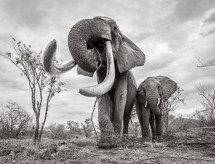 Last Photos Of The Legendary ‘Elephant Queen’ Before Her Death Last Photos Of The Legendary ‘Elephant Queen’ Before Her Death