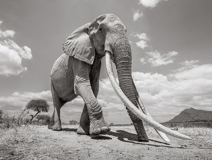 Last Photos Of The Legendary ‘Elephant Queen’ Before Her Death Last Photos Of The Legendary ‘Elephant Queen’ Before Her Death