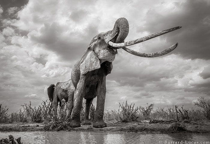 Last Photos Of The Legendary ‘Elephant Queen’ Before Her Death Last Photos Of The Legendary ‘Elephant Queen’ Before Her Death