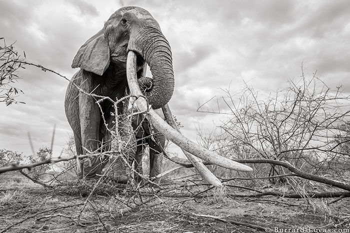 Last Photos Of The Legendary ‘Elephant Queen’ Before Her Death Last Photos Of The Legendary ‘Elephant Queen’ Before Her Death
