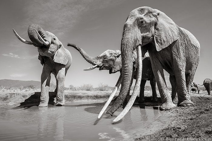 Last Photos Of The Legendary ‘Elephant Queen’ Before Her Death Last Photos Of The Legendary ‘Elephant Queen’ Before Her Death