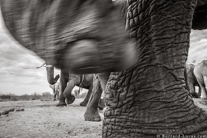 Last Photos Of The Legendary ‘Elephant Queen’ Before Her Death Last Photos Of The Legendary ‘Elephant Queen’ Before Her Death