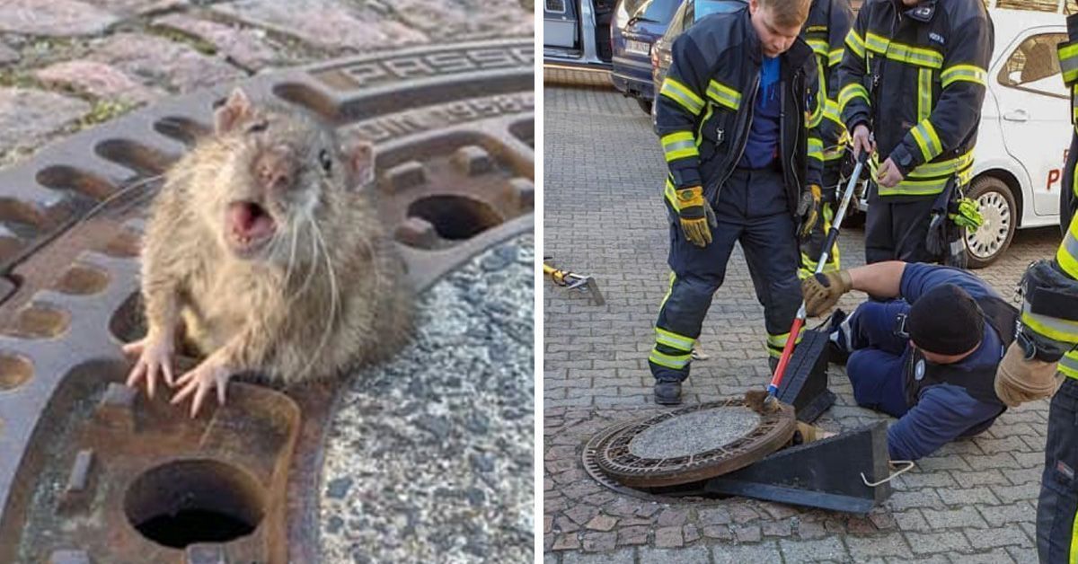 chubby-rat-got-stuck-in-a-sewer-grate-and-people-teamed-up-to-save-her