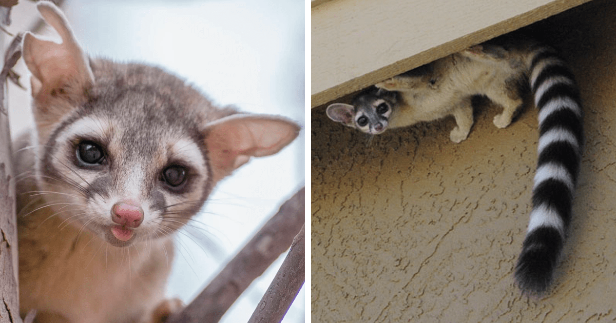 Rencontrez Le Chat Ringtail Probablement L Animal Le Plus Mignon En Amerique Du Nord