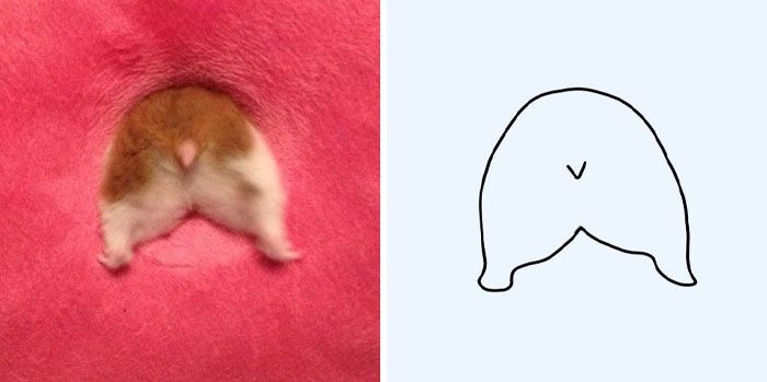 Ce compte Twitter affiche'Poorly Drawn Animals' et voici 37 des animaux les  plus drôles