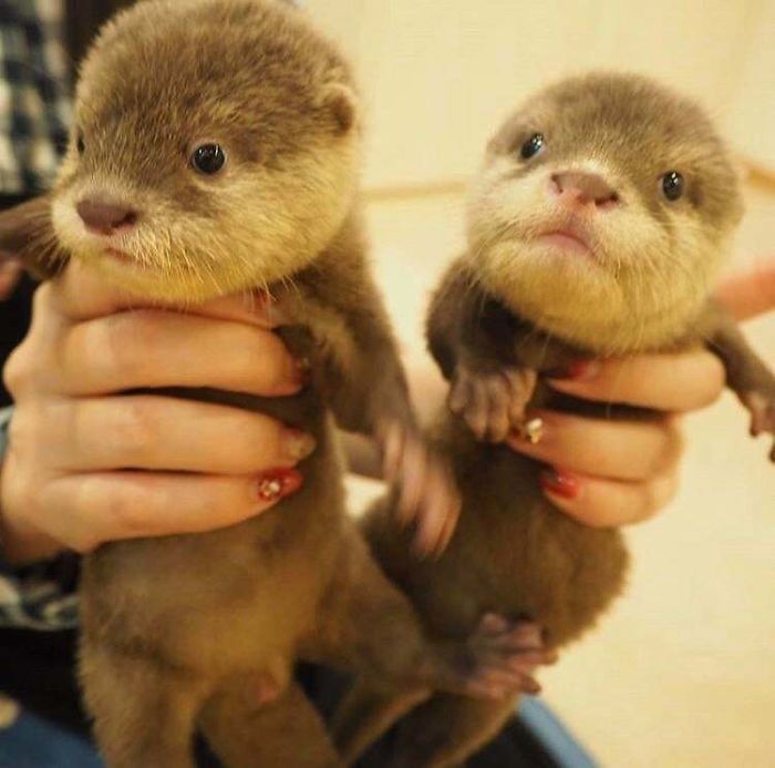 68 adorables fotos de nutria bebé página 2 de 3