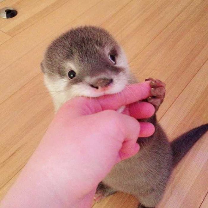 68 adorables fotos de nutria bebé página 2 de 3