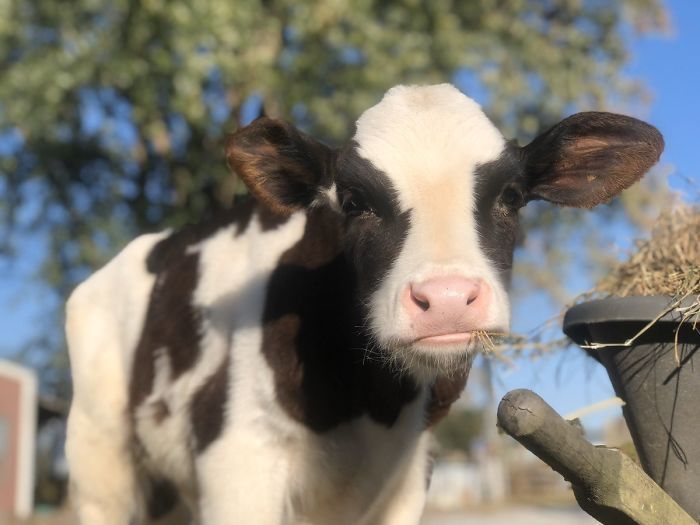 Il existe un compte Twitter qui publie chaque jour des photos de vaches pour faire sourire les ...