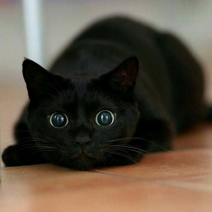 40 Photos De Chats Noirs Pour Montrer Qu Ils N Ont Rien A Voir Avec La Malchance