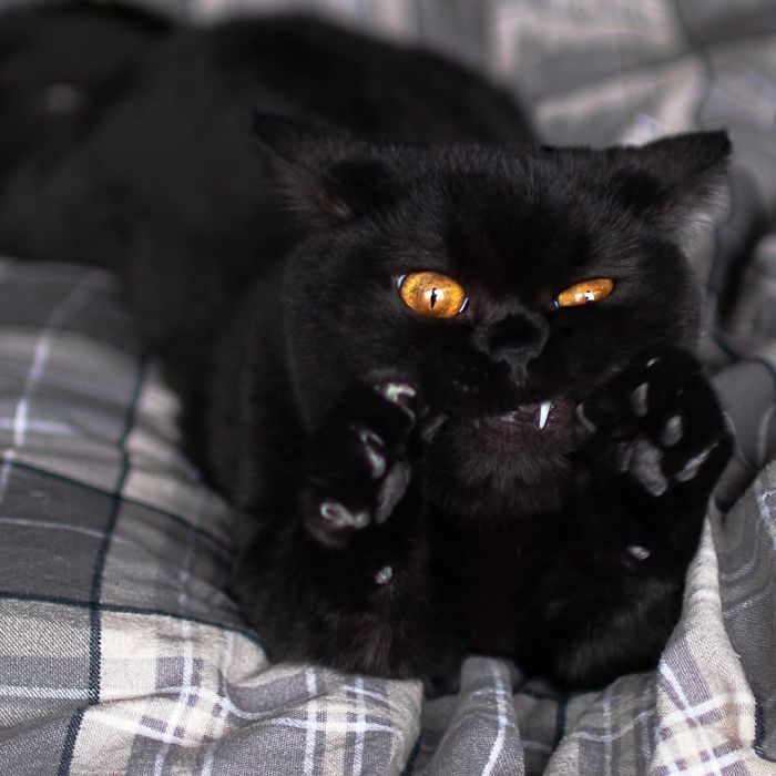 40 Photos De Chats Noirs Pour Montrer Qu Ils N Ont Rien A Voir Avec La Malchance