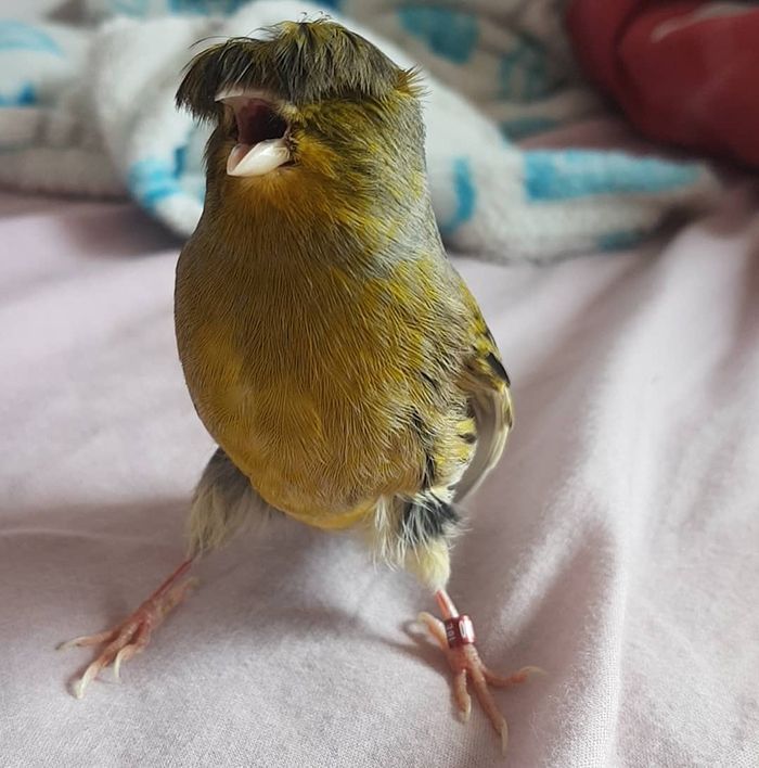 De Quoi Est Recouvert Un Canari Macaque