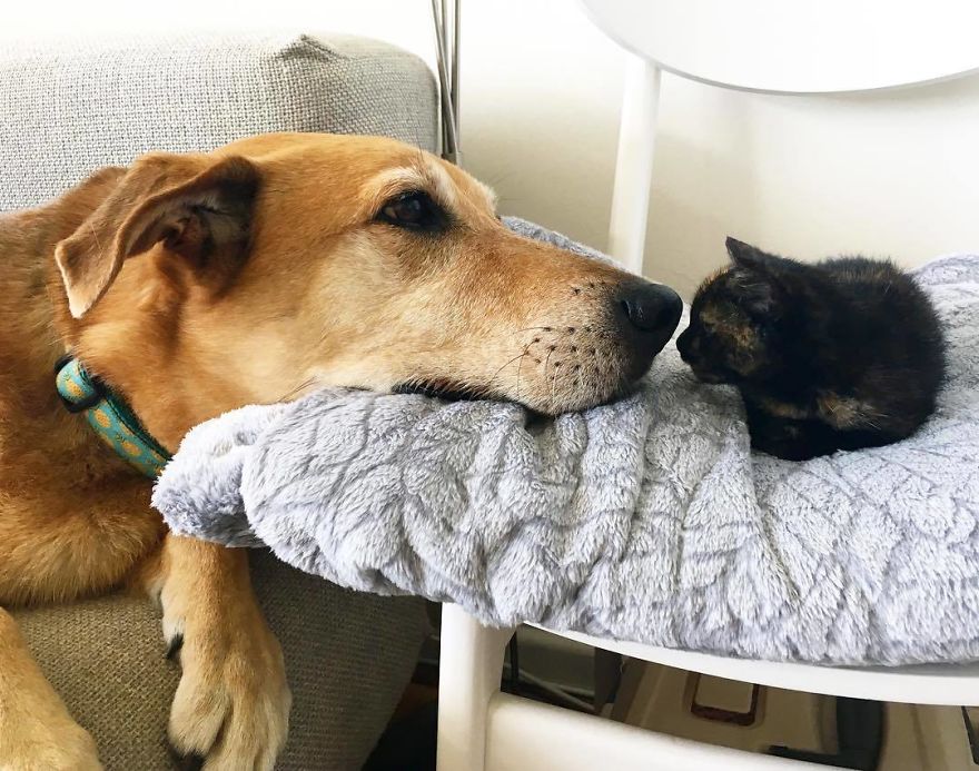 Un chien s'occupe de chaque chaton de ce refuge pour chats