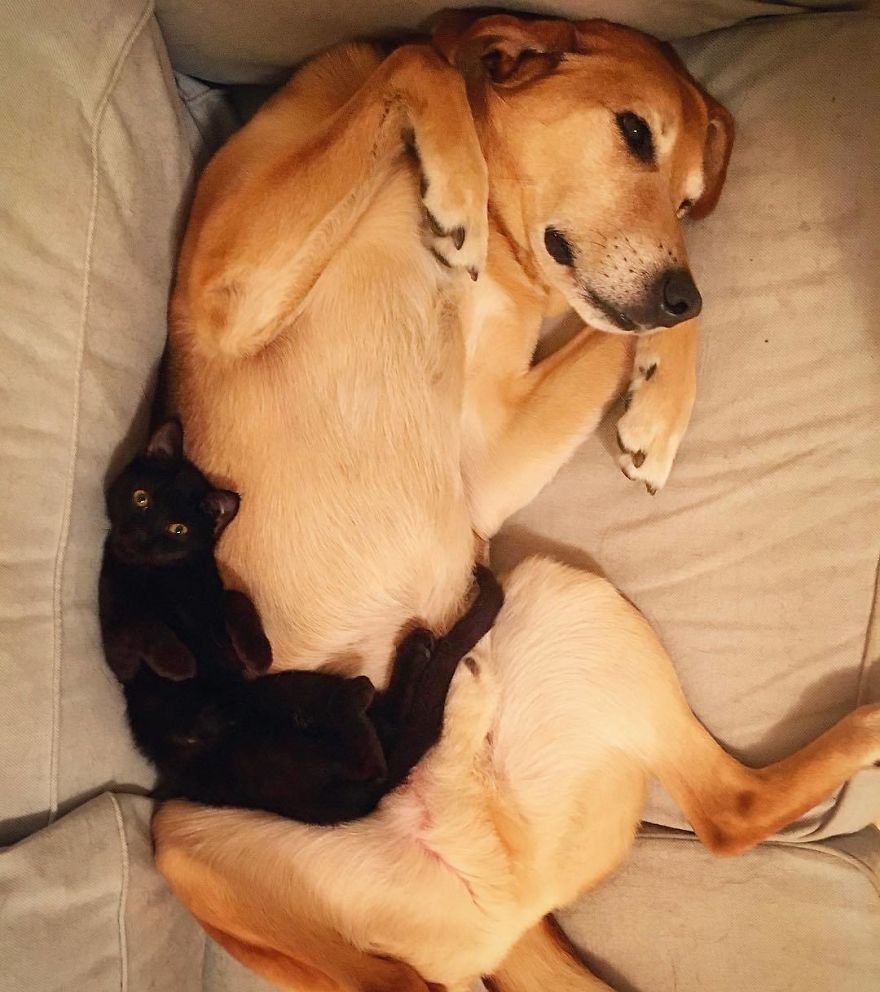 Un chien s'occupe de chaque chaton de ce refuge pour chats