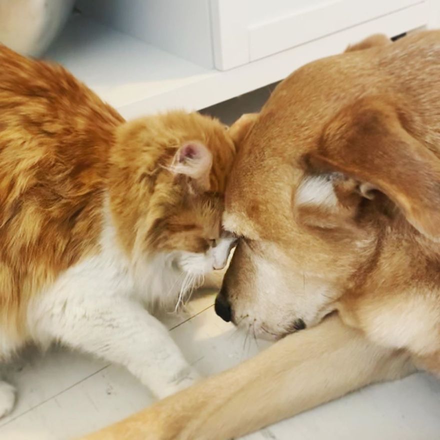 Un chien s'occupe de chaque chaton de ce refuge pour chats