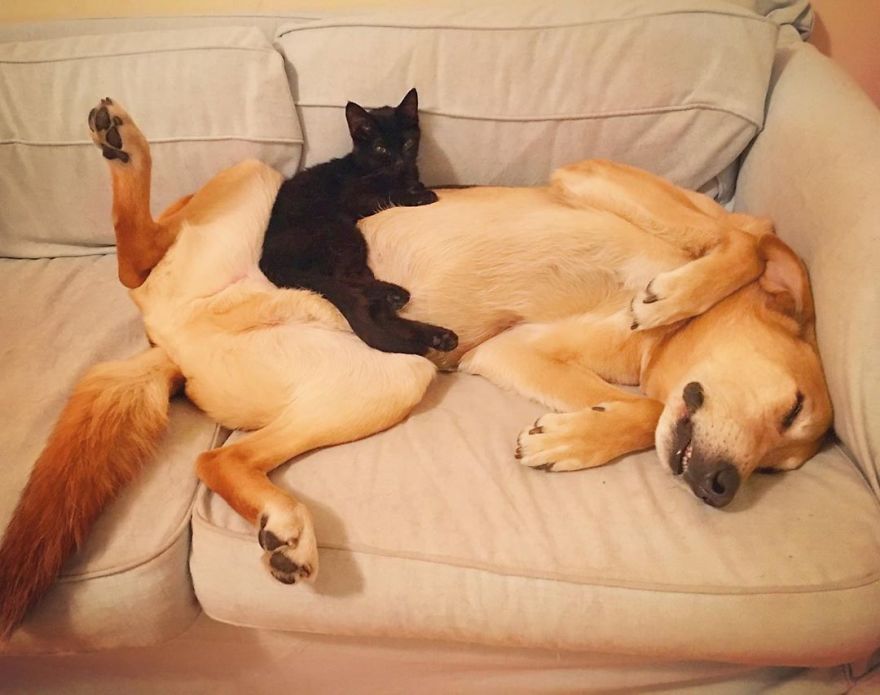 Un chien s'occupe de chaque chaton de ce refuge pour chats