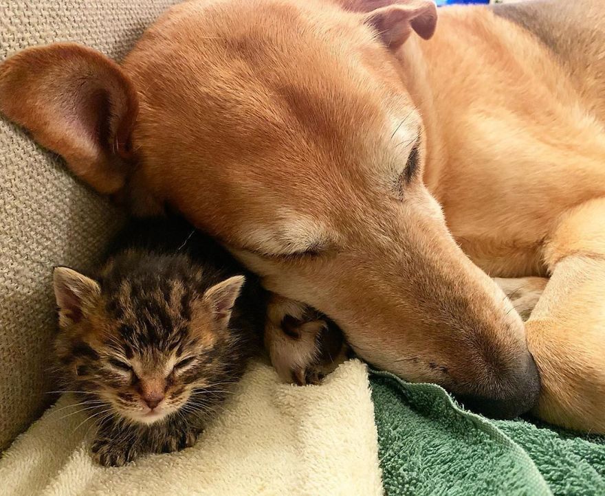 Un chien s'occupe de chaque chaton de ce refuge pour chats