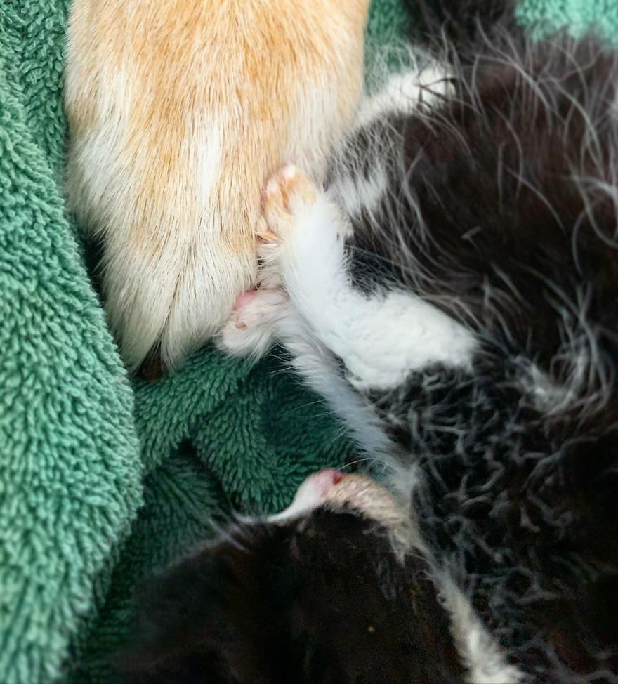 Un chien s'occupe de chaque chaton de ce refuge pour chats