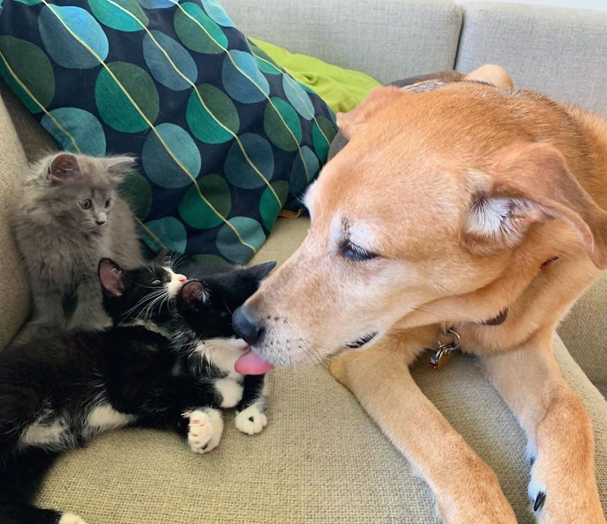 Un chien s'occupe de chaque chaton de ce refuge pour chats
