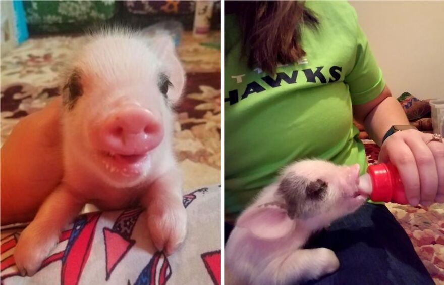 Au Lieu D Etre Abattu Ce Cochon Atteint Du Syndrome De La Tete Qui Tremble A Eu Une Seconde Chance Dans La Vie Et A Trouve Un Foyer Pour Toujours Au Lieu D Etre Abattu Ce Cochon Atteint Du Syndrome De La Tete Qui Tremble A Eu Une Seconde Chance Dans La Vie Et A Trouve Un Foyer Pour Toujours