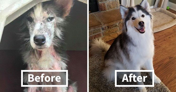 before-after-adoption-dogs-pics-coverimage