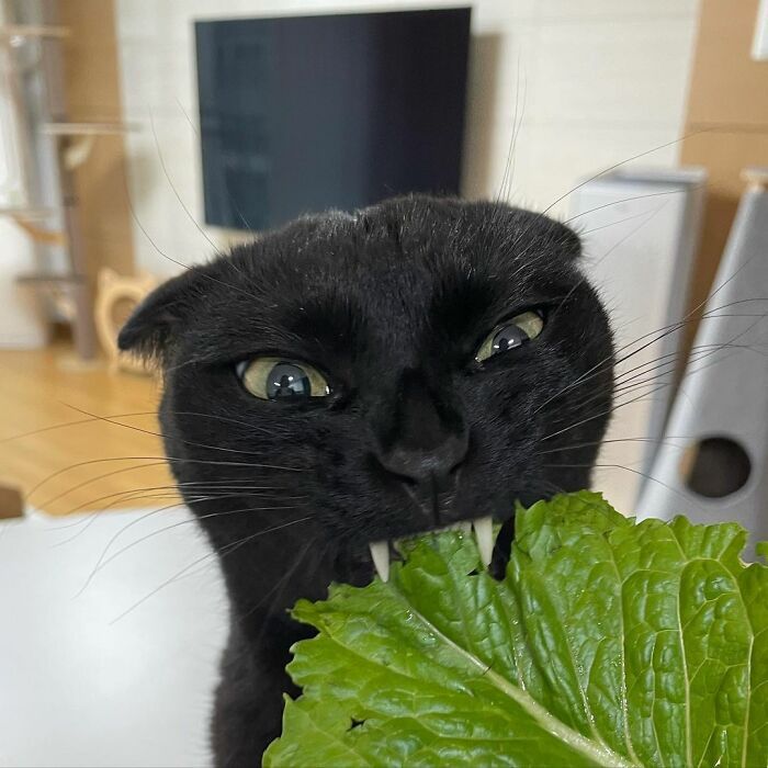 Ce Chat Noir Est Si Adorable Et Bizarre Qu Il Envahit Instagram 40 Photos