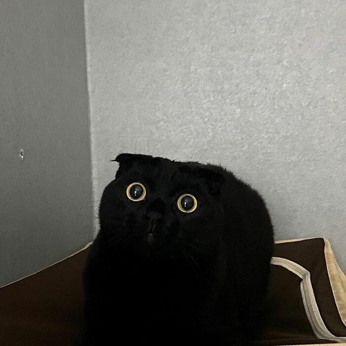 Ce Chat Noir Est Si Adorable Et Bizarre Qu Il Envahit Instagram 40 Photos