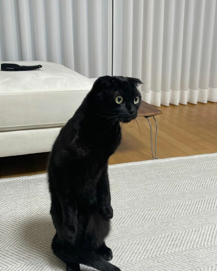 Ce Chat Noir Est Si Adorable Et Bizarre Qu Il Envahit Instagram 40 Photos