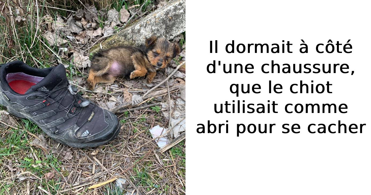 abandoned-pup-lives-shoe-found-saved-goran-marinkovic-dzambo-fb21