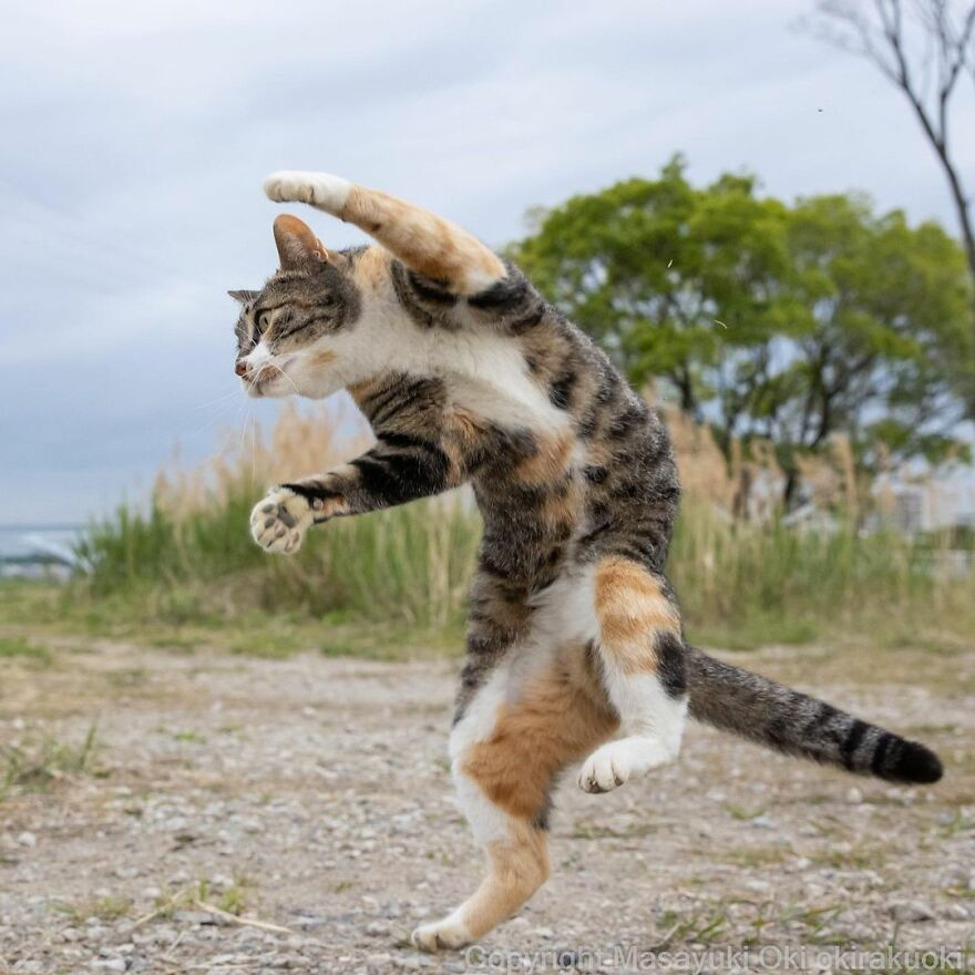 Kung Fu Cat