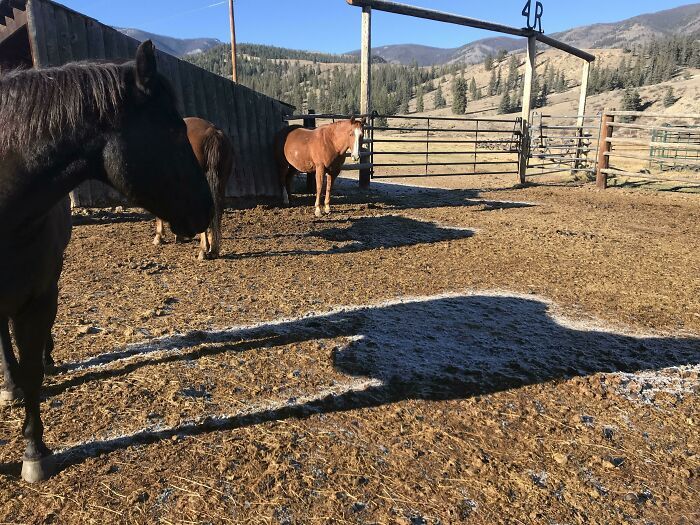 108 Times People Spotted Shadows Of Things That Look Deceiving And Just Had To Take A Pic Of Them