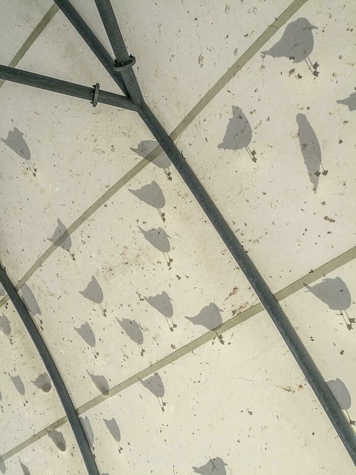 108 Times People Spotted Shadows Of Things That Look Deceiving And Just Had To Take A Pic Of Them
