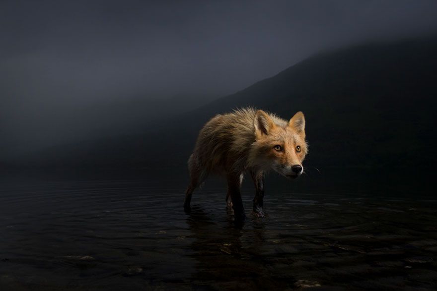 16 Of The Most Impressive Shots From The Wildlife Photographer Of The Year 2021 Contest