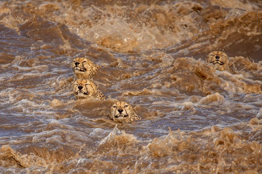 16 Of The Most Impressive Shots From The Wildlife Photographer Of The Year 2021 Contest