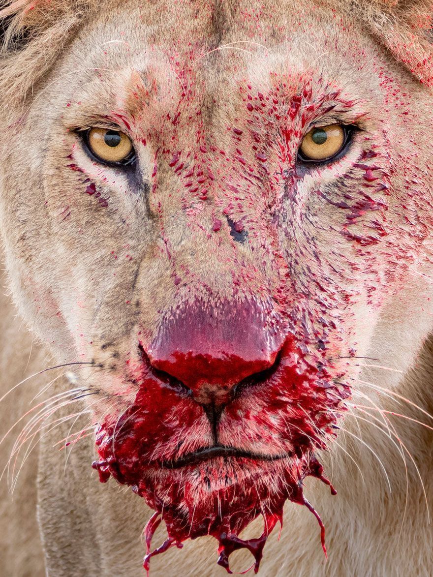 16 Of The Most Impressive Shots From The Wildlife Photographer Of The Year 2021 Contest