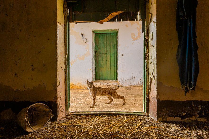 16 Of The Most Impressive Shots From The Wildlife Photographer Of The Year 2021 Contest