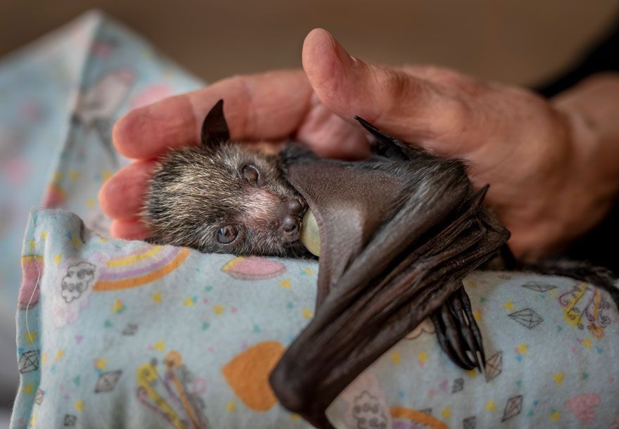 16 Of The Most Impressive Shots From The Wildlife Photographer Of The Year 2021 Contest
